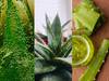 Aloevera gel uses : கற்றாழை ஜெல்லை ஏன் கட்டாயமாக வாங்க வேண்டும்?