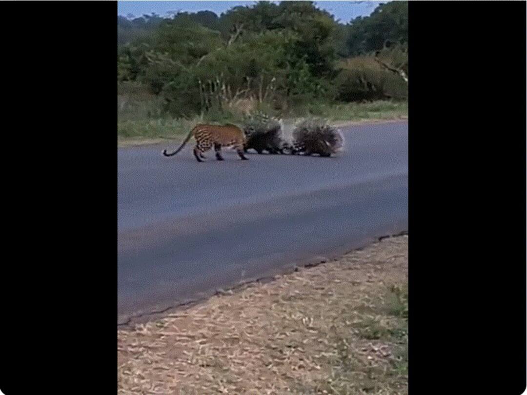 Porcupine Parents Take On Leopard To Protect Their Babies In Nail-Biting Video Porcupine Parents Take On Leopard To Protect Their Babies In Nail-Biting Video
