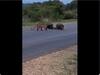 Porcupine Parents Take On Leopard To Protect Their Babies In Nail-Biting Video