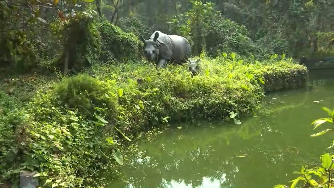 Wildlife, water-forest! Mini 'Jaldapara' has been built in the Kolkata Saltlake: জল-জঙ্গল থেকে বন্যপ্রাণী! কলকাতার বুকেই গড়ে উঠেছে মিনি 'জলদাপাড়া'
