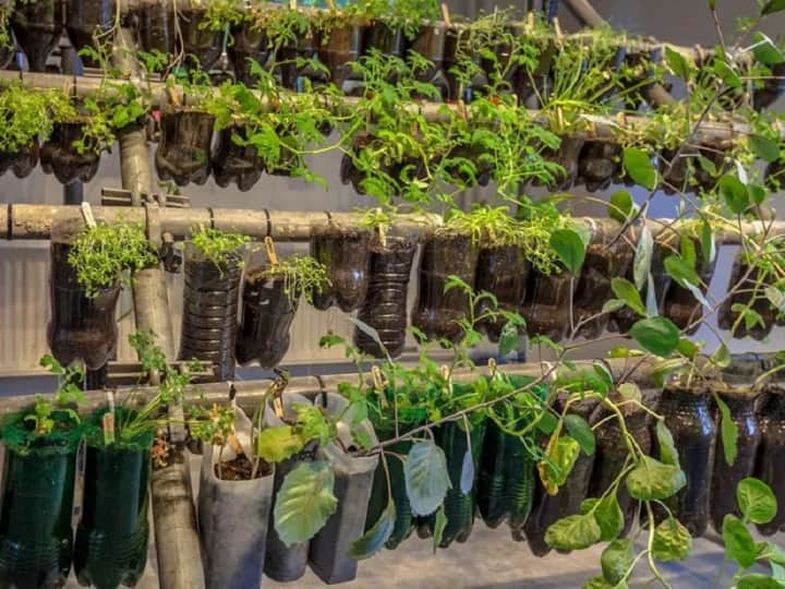 Vegetable Gardening in Plastic Bottles or How to Grow Plants in Plastic Bottles Gardening Tips: खेत नहीं है तो क्या हुआ...बोतल में उगाएं ताजा-हरी सब्जियां, कम स्पेस में भरपूर मिलेगा प्रोडक्शन