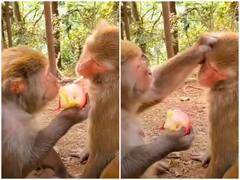 Funny Video: ਦੋਸਤ ਨੂੰ ਲੁਭਾ ਕੇ ਸੇਬ  ਖਾ ਰਿਹਾ ਸ਼ਰਾਰਤੀ ਬਾਂਦਰ, ਵੀਡੀਓ ਦੇਖ ਕੇ ਹੱਸ-ਹੱਸ ਹੋ ਜਾਉਗੇ ਕਮਲੇ