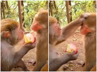 Funny Video: ਦੋਸਤ ਨੂੰ ਲੁਭਾ ਕੇ ਸੇਬ  ਖਾ ਰਿਹਾ ਸ਼ਰਾਰਤੀ ਬਾਂਦਰ, ਵੀਡੀਓ ਦੇਖ ਕੇ ਹੱਸ-ਹੱਸ ਹੋ ਜਾਉਗੇ ਕਮਲੇ