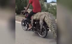Viral Video: ਖ਼ਤਰਨਾਕ ਮਗਰਮੱਛ ਦੇ ਉੱਪਰ ਬੈਠ ਕੇ ਬਾਈਕ ਚਲਾ ਰਿਹਾ ਵਿਅਕਤੀ, ਹਿੰਮਤ ਵਾਲੇ ਹੀ ਦੇਖਣ ਇਹ ਵਾਇਰਲ ਵੀਡੀਓ