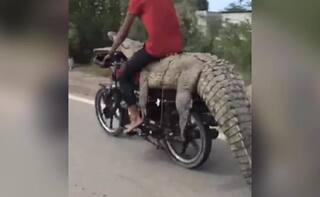 Viral Video: ਖ਼ਤਰਨਾਕ ਮਗਰਮੱਛ ਦੇ ਉੱਪਰ ਬੈਠ ਕੇ ਬਾਈਕ ਚਲਾ ਰਿਹਾ ਵਿਅਕਤੀ, ਹਿੰਮਤ ਵਾਲੇ ਹੀ ਦੇਖਣ ਇਹ ਵਾਇਰਲ ਵੀਡੀਓ