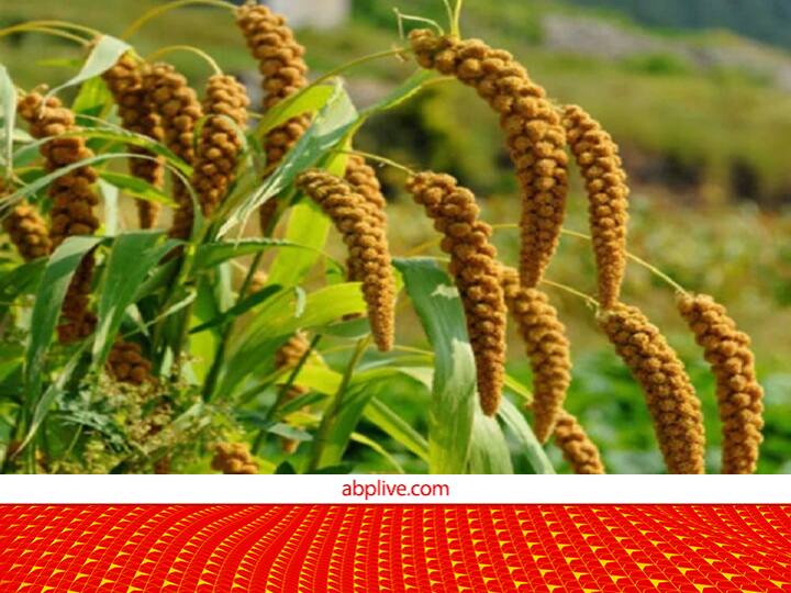 This world’s oldest millet, known as cancer tonic, will get benefits if included in the diet