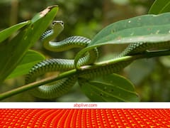 सांपों के तो पंख भी नहीं होते, फिर कुछ सांप हवा में कैसे उड़ लेते हैं?