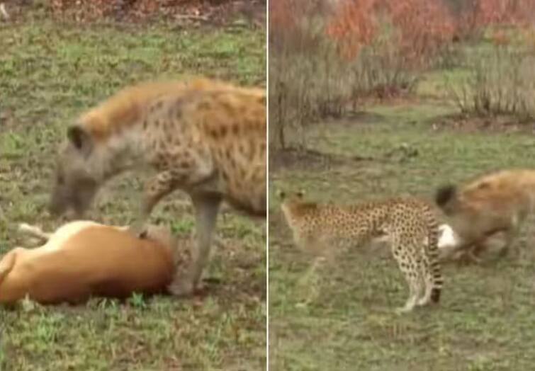 cheetah and hyena trying to hunt deer funny wildlife viral video Viral Video: ਹਿਰਨ ਨੇ ਚੀਤੇ ਤੇ ਹਾਇਨਾ ਨੂੰ ਬਣਾਇਆ ਮੂਰਖ, ਵੀਡੀਓ ਦੇਖ ਕੇ ਜਨਤਾ ਨੇ ਕੀਤੀ ਆਸਕਰ ਦੇਣ ਦੀ ਮੰਗ