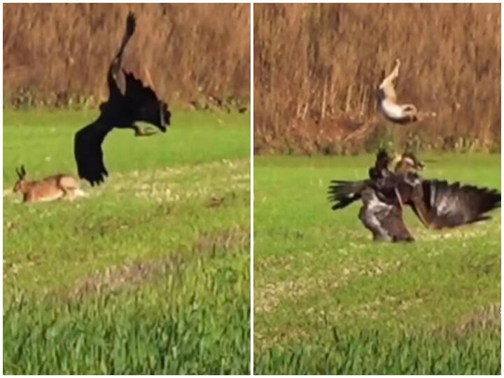 eagle catching deer then backflip saved it shocking viral video Video: हिरण को दबोचकर उड़ान भरने ही वाला था बाज, तभी हो गया खेला