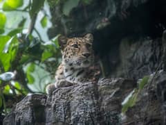 Jharkhand Calls MP's Sanjay Dubri Tiger Reserve For Help In Tackling 'Man Eater Leopard'