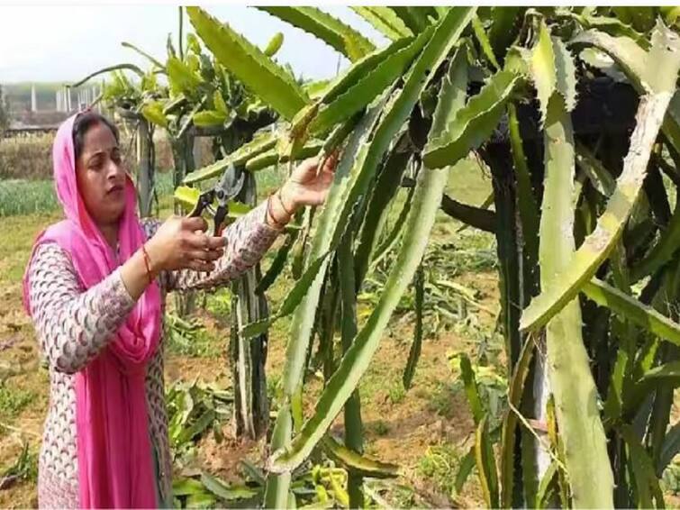 Agriculture news Success Story empowered women vandana singh of mirzapur earn 5 lakh rupees by cultivating dragon fruit and strawberry  Strawberry and Dragon Fruit : अर्धा एकरात लाखोंचा नफा, ड्रॅगन फ्रूटसह स्ट्रॉबेरीची यशस्वी शेती; मिर्झापूरच्या वंदना सिंह यांची यशोगाथा