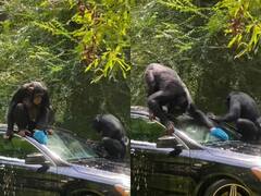 Watch Video: காரைத் துடைத்து பளபளப்பாக்கும் மனிதக்குரங்குகள்... இன்ஸ்டாவில் லைக்ஸ் அள்ளும் வீடியோ!