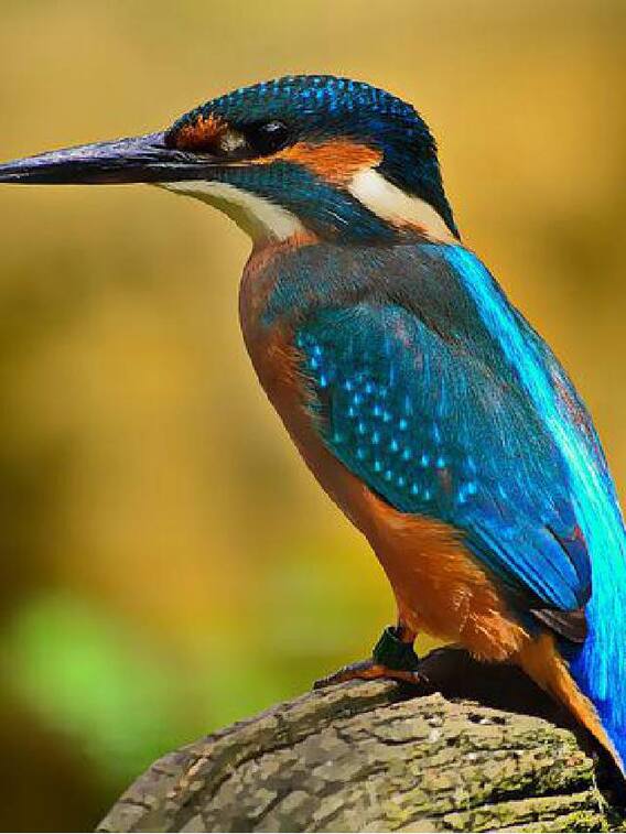 மீன்கொத்தி பறவைகள் பற்றிய சில அறியப்படா தகவல்கள்!