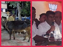 Annamalai: திருச்செந்தூர் கோயிலில் 5 ஆயிரம் மாடுகளை காணவில்லை - அண்ணாமலை குற்றச்சாட்டு