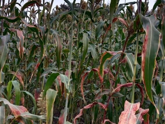 हुरड्यात आलेल्या ज्वारीवर संकट! बळीराजा चिंतेत