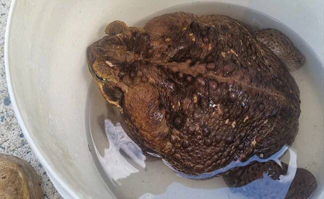 monster frog this 2 7 kg cane toad found in Australia may be the worlds largest see viral pics Monster Fog: ਜੰਗਲ 'ਚ ਮਿਲੇ 2.7 ਕਿਲੋ ਦੇ ਡੱਡੂ ਨੂੰ ਦੇਖ ਕੇ ਡਰ ਗਏ ਲੋਕ, ਕੁਝ ਵੀ ਖਾ ਸਕਦਾ ਹੈ, ਬਣਾਇਆ ਇਹ ਰਿਕਾਰਡ