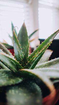 Aloevera gel uses : கற்றாழை ஜெல்லை ஏன் கட்டாயமாக வாங்க வேண்டும்?