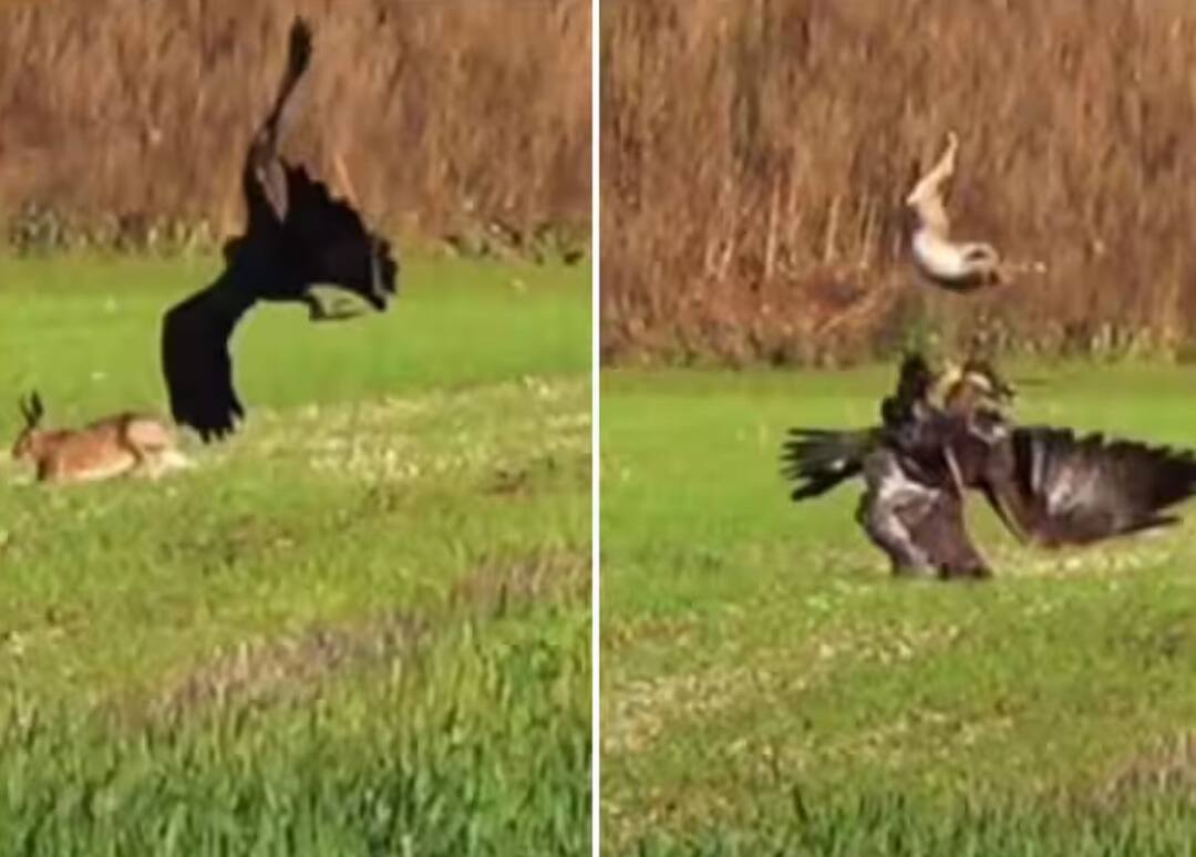 eagle catching deer then backflip saved it shocking viral ਬਾਜ਼ ਹਿਰਨ ਨੂੰ ਫੜ ਕੇ ਉੱਡਣ ਹੀ ਵਾਲਾ ਸੀ, ਫਿਰ ....