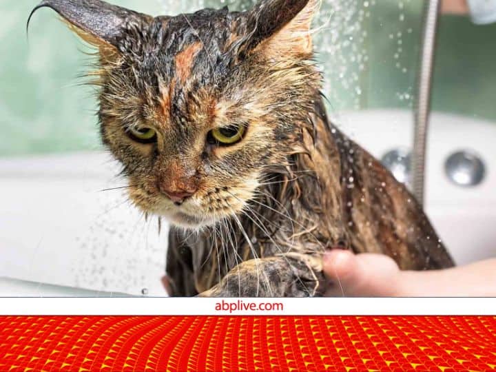 Why do cats hate water why dont they take bathe know Intresting facts about cats ज्यादातर बिल्लियों को पसंद नहीं है नहाना...! वैज्ञानिकों ने बताई पानी से नफरत की वजह