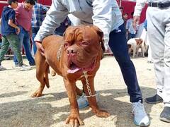 PHOTO: अहमदनगरमध्ये भन्नाट डॉग शो; 300हून अधिक प्रकारच्या श्वानांचा समावेश