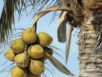 मग पालक त्यांचा हा प्रश्न टाळतात, पण एवढ्या भरीव आणि झाडावर एवढ्या उंचीवर लावलेल्या नारळात पाणी कुठून येतं हे खरंच जाणून घेण्यासारखं आहे.