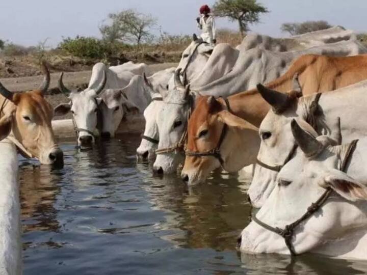 Gujarat Court Said Earth Problems Will Be Solved If Cow Slaughter Is Stopped 'एटॉमिक रेडिएशन से बचे रहते हैं गाय के गोबर से बने घर...', गौहत्या पर गुजरात की एक अदालत की टिप्पणी