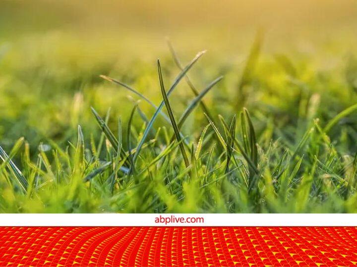 Why Is Grass Green Know What New Study Says Interesting Facts About
