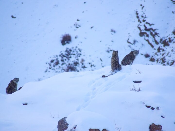 Himachal Snow Leopards: एलिशा-फैंटास्टिक का आशियाना है स्पीति घाटी, दिलचस्प है जोड़ी के नामकरण की कहानी