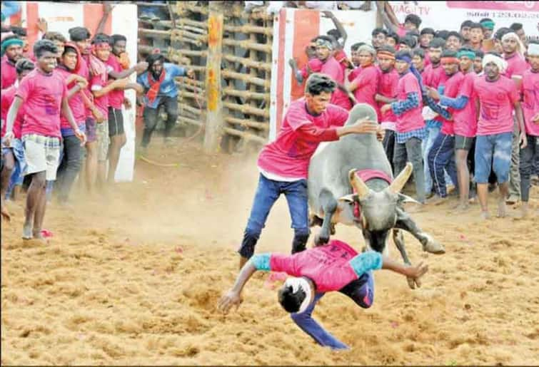 Trichy: 34 people were injured in the jallikattu competition TNN திருச்சி : ஜல்லிக்கட்டில்  சீறிப்பாய்ந்த காளைகள் முட்டியதில் 34 பேர் காயம்