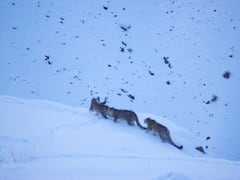 हिमाचल: एलिशा-फैंटास्टिक का आशियाना है स्पीति घाटी, दिलचस्प है जोड़ी के नामकरण की कहानी