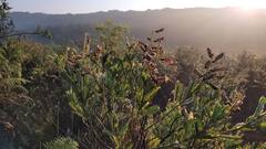 महाराष्ट्राचे 'मिनी काश्मीर' धुक्यात हरवलं!