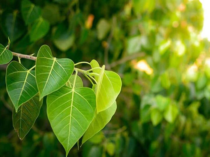 Blood sugar level can be controlled with these 5 leaves Consume this way in the morning इन 5 पत्तों से कंट्रोल हो सकता है ब्लड शुगर लेवल..सुबह सुबह इस तरह से करें सेवन