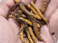 सोने से भी ज्यादा महंगी है हिमालय में मिलने वाली ये जड़ी-बूटी...1 किलो की कीमत है 65 लाख रुपये