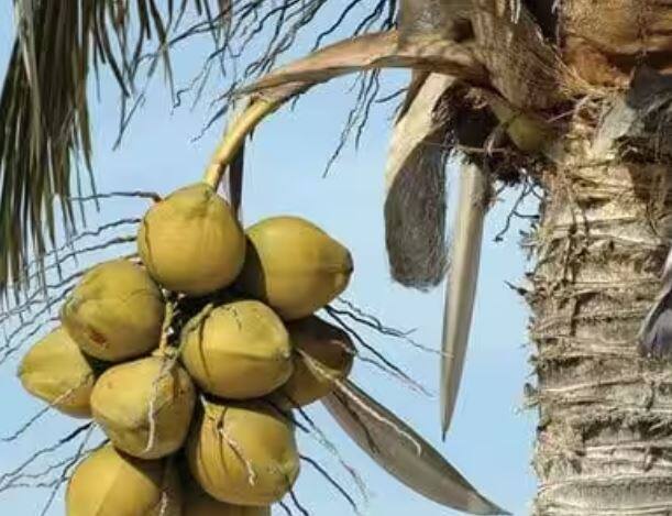 ਅਸਲ ਵਿੱਚ ਨਾਰੀਅਲ ਵਿੱਚ ਮੌਜੂਦ ਪਾਣੀ ਪੌਦੇ ਦਾ ਐਂਡੋਸਪਰਮ ਹਿੱਸਾ ਹੈ ਜੋ ਭਰੂਣ ਦੇ ਐਂਜੀਓਸਪਰਮ ਦੇ ਵਿਕਾਸ ਦੌਰਾਨ ਅਤੇ ਗਰੱਭਧਾਰਣ ਕਰਨ ਤੋਂ ਬਾਅਦ ਐਂਡੋਸਪਰਮ ਨਿਊਕਲੀਅਸ ਵਿੱਚ ਬਦਲ ਜਾਂਦਾ ਹੈ।