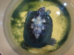 छत्तीसगढ़ में कछुए की पीठ पर दिखे भगवान बालाजी! दर्शन और आर्शीवाद के लिए जुट रही भक्तों की भीड़