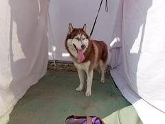 PHOTO: अहमदनगरमध्ये भन्नाट डॉग शो; 300हून अधिक प्रकारच्या श्वानांचा समावेश