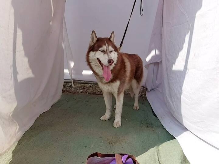 अहमदनगर केनल क्लबच्या वतीने आज शहरातील गंगा उद्यान मागील मैदानात डॉग शोचे आयोजन करण्यात आलं