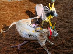 जल्लीकट्टू बना मौत का खेल! 14 साल के लड़के को बैल ने रौंदा, मौके पर ही हुई मौत