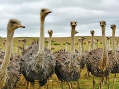 शुतुरमुर्ग इसलिए खाता है कंकड़-पत्थर, वजह जानकर हैरान रह जाएंगे आप