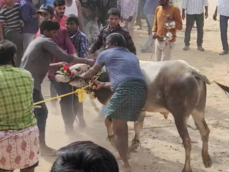 Chittoor Jallikattu held aat Pedda upparapalli in chittoor district DNN Chittoor Jallikattu: పెద్ద ఉప్పరపల్లెలో ఘనంగా జల్లికట్టు - పలువురికి గాయాలు