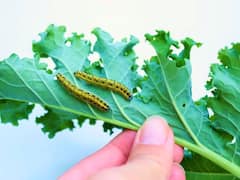 हरी सब्जियों में छिपे कीड़े कैसे निकालें? अपनाएं ये आसान किचन हैक्स