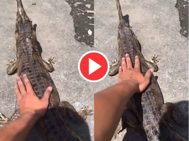 wild animal video man was playing with crocodile but sudden bitten badly in this viral video Viral Video: ਵਿਅਕਤੀ ਨੇ ਮਗਰਮੱਛ ਨੂੰ ਸੰਭਾਲਣ ਦੀ ਕੀਤੀ ਗਲਤੀ, ਅਗਲੇ ਸੈਕਿੰਡ 'ਚ ਜੋ ਹੋਇਆ ਉਹ ਦੇਖ ਕੇ ਉੱਡ ਜਾਣਗੇ ਹੋਸ਼ - ਦੇਖੋ ਵੀਡੀਓ