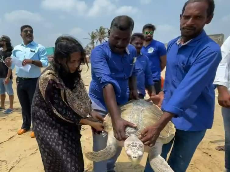 Tamil Nadu Government Allocates Rs 6.3 Crore To Set Up First Turtle Conservation, Rehab Centre In Chennai Tamil Nadu Government Allocates Rs 6.3 Crore To Set Up First Turtle Conservation, Rehab Centre In Chennai