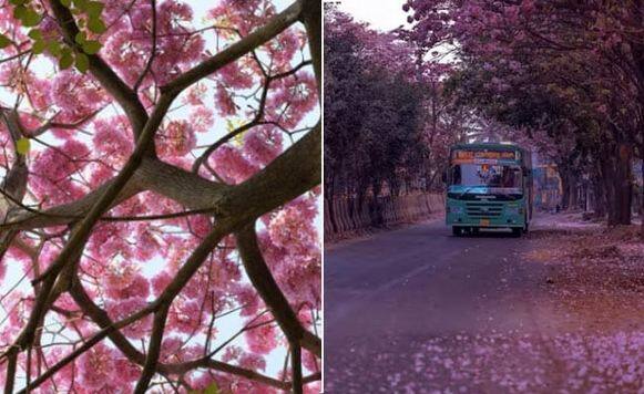 Bangalore cherry blossom season photos roads filled with tabibuea rosea flowers cherry blossom like pink flowers carpet the streets of bengaluru Amazing Pictures: ਗੁਲਾਬੀ ਫੁੱਲਾਂ ਨਾਲ ਸਜੀਆਂ ਬੇਂਗਲੁਰੂ ਦੀਆਂ ਸੜਕਾਂ, ਸੋਸ਼ਲ ਮੀਡੀਆ 'ਤੇ ਵਾਇਰਲ ਤਸਵੀਰਾਂ