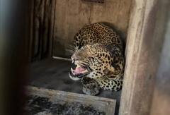 Photo: नाशकात बिबट्यांची दहशत कायम