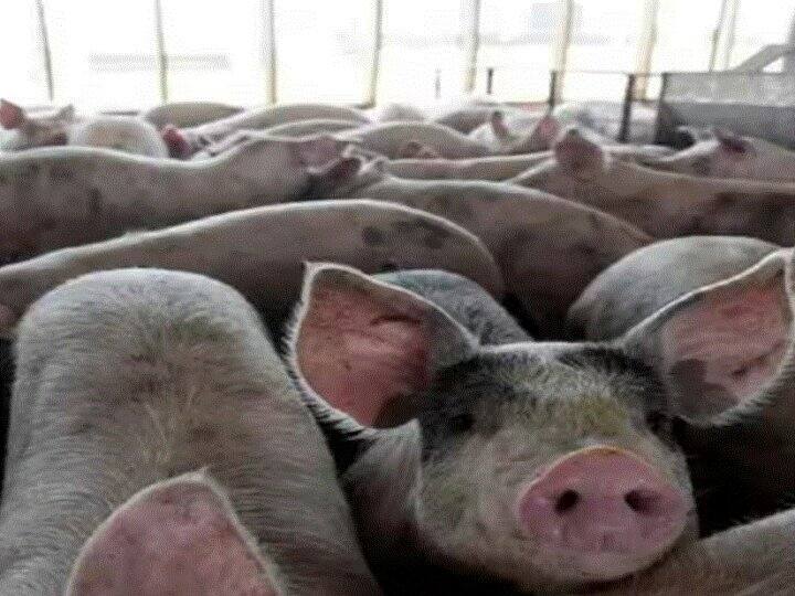 Hong Kong slaughterhouse butcher was catching pig Hong Kong Pig jump meat cleaver Hong Kong: हॉन्ग कॉन्ग में सुअर पकड़ रहा था कसाई, फिर उसने ऐसी मारी छलांग कि हो गई मौत...