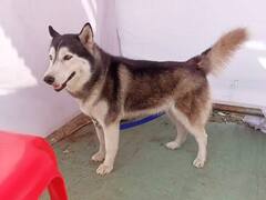 PHOTO: अहमदनगरमध्ये भन्नाट डॉग शो; 300हून अधिक प्रकारच्या श्वानांचा समावेश