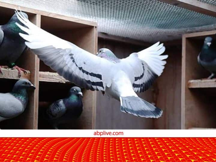 Pigeon: बहुत से लोगों को पक्षी पालने का शौक होता है. कई लोग कबूतर पालते हैं और उन्हें बेचते भी हैं, लेकिन आज हम आपको एक ऐसे कबूतर के बारे में बताएंगे जिसकी कीमत करोड़ों में है.