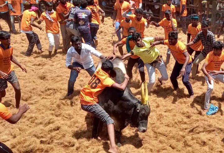 திருச்சி : ஜல்லிக்கட்டில்  சீறிப்பாய்ந்த காளைகள் முட்டியதில் 34 பேர் காயம்