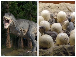 Dinosaur Egg: ஒன்றல்ல.. இரண்டல்ல.. மத்திய பிரதேசத்தில் 256 டைனோசர் முட்டைகள் கண்டுபிடிப்பு - ஆய்வில் புதிய திருப்பம்